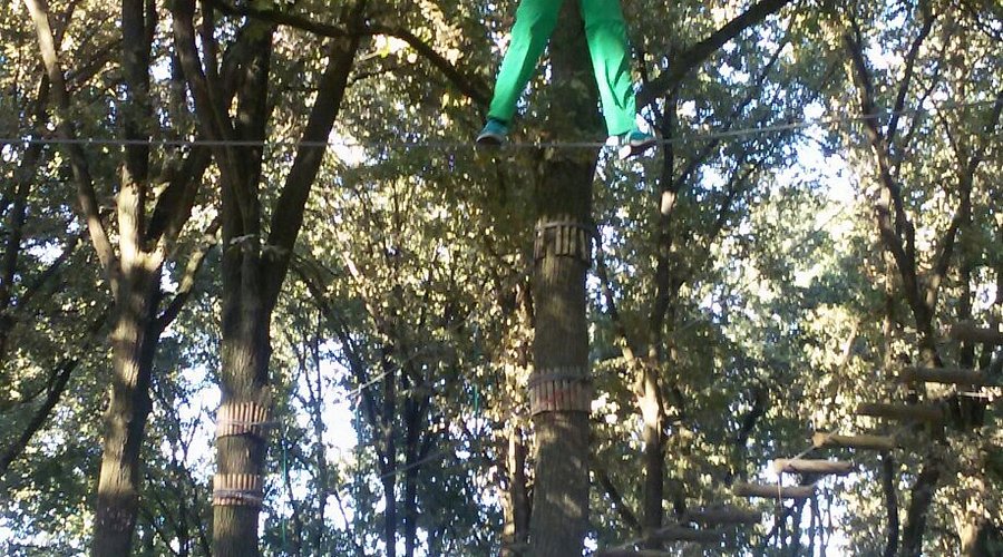 Il mio albero guida. Quello che le piante sanno